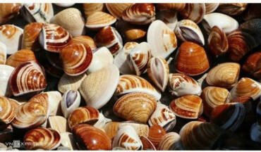 Europe loves Vietnamese steamed clams