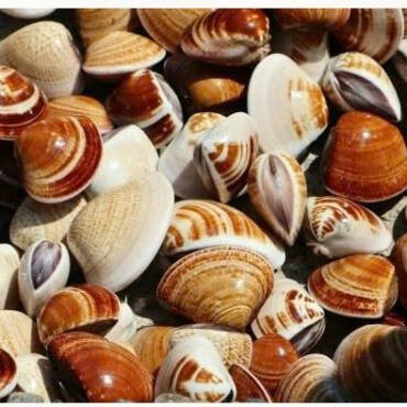 Europe loves Vietnamese steamed clams