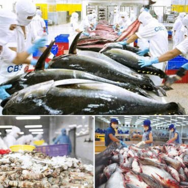 Vietnam’s seafood exports grow strongly, expanding market share in the EU