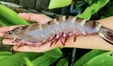 Seafood exports could reach 11 billion USD this year