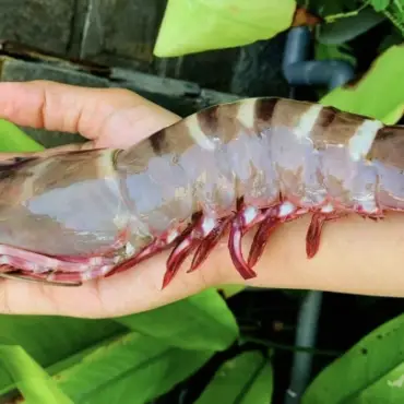 Seafood exports could reach 11 billion USD this year