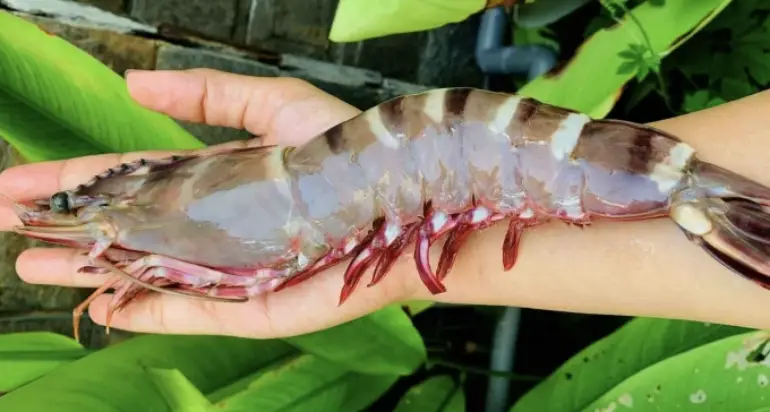 Seafood exports could reach 11 billion USD this year