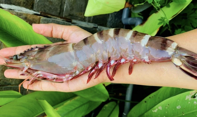 Seafood exports could reach 11 billion USD this year