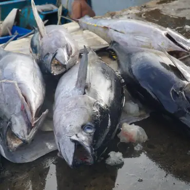 Seafood exports exceed $11 billion.