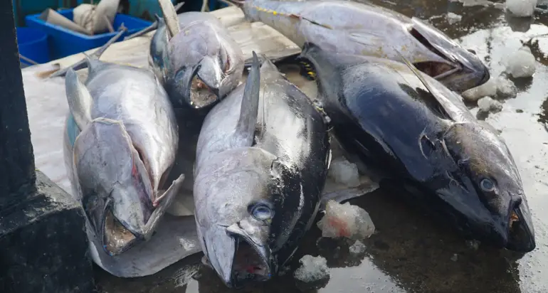 Seafood exports exceed $11 billion.