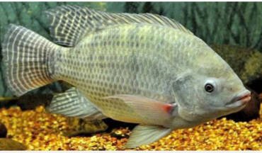 Tilapia exports saw triple-digit growth.