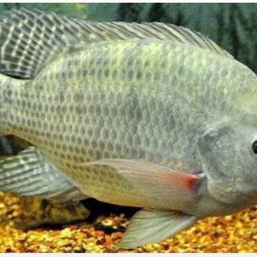 Tilapia exports saw triple-digit growth.