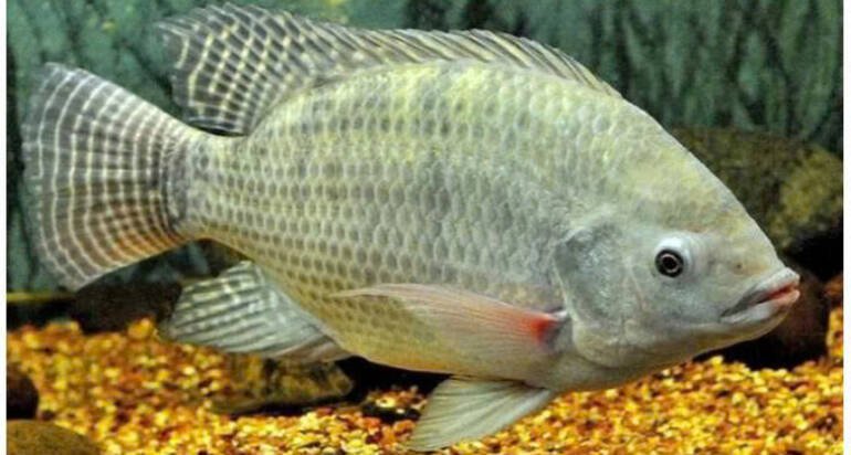 Tilapia exports saw triple-digit growth.