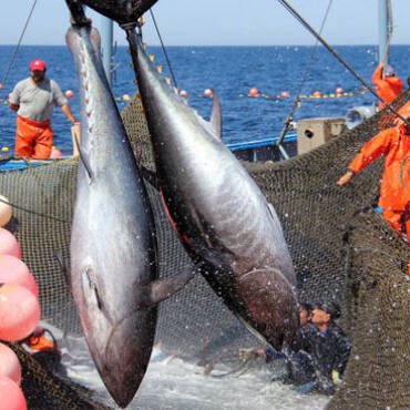 Seafood exports exceed $11 billion